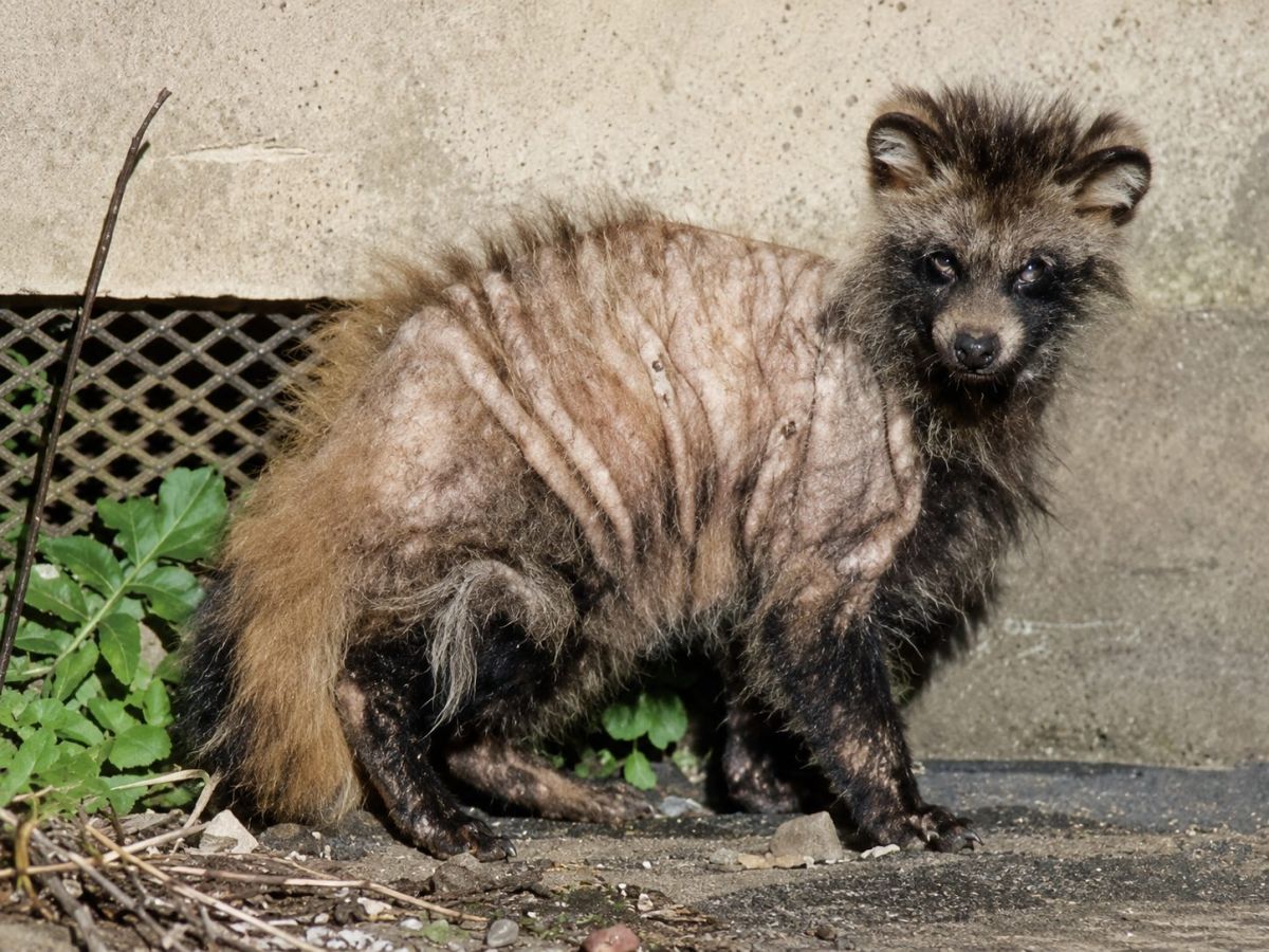 野生動物由来感染症と公衆衛生の課題