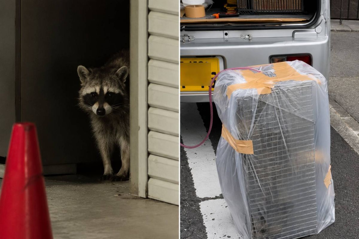 アライグマ問題と動物福祉